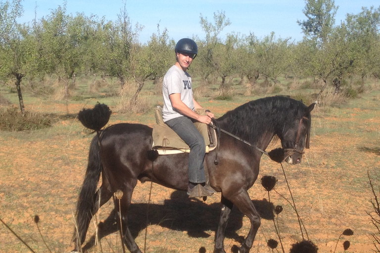 Vanuit Sevilla: Andalusische paardrijtochtVanuit Sevilla: paardenrit op Andalusiërs