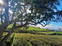 São Miguel, 2-Day Guided Tour, West & East including Lunch - Housity
