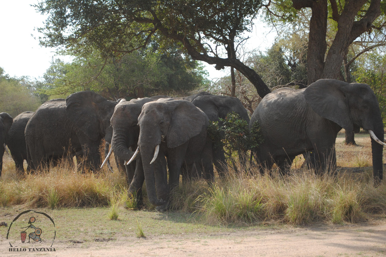 Selous : Un safari hors route d&#039;une journée au départ de Zanzibar