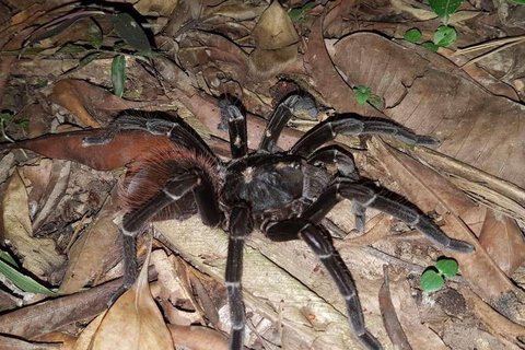 Excursión de 3, 4 ó 5 días al Parque Nacional del Manu