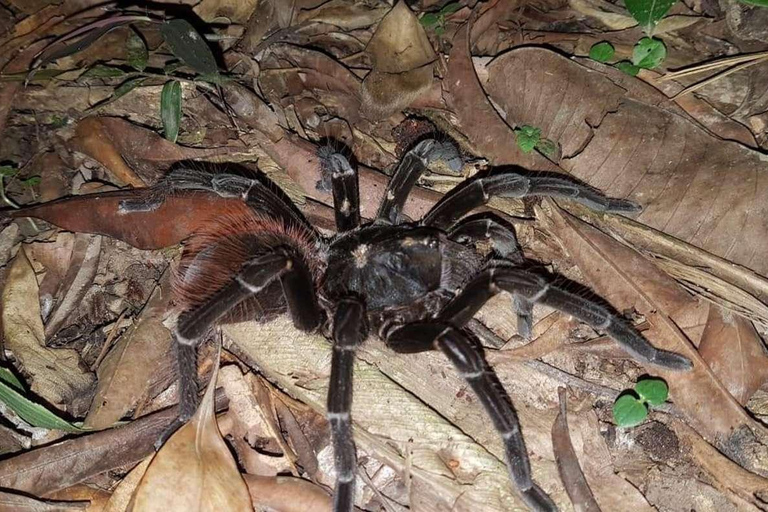 Excursión de 3, 4 ó 5 días al Parque Nacional del Manu