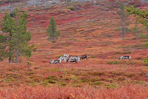 Levi: Höstvandring och besök på renfarmHöstvandring och besök på renfarm