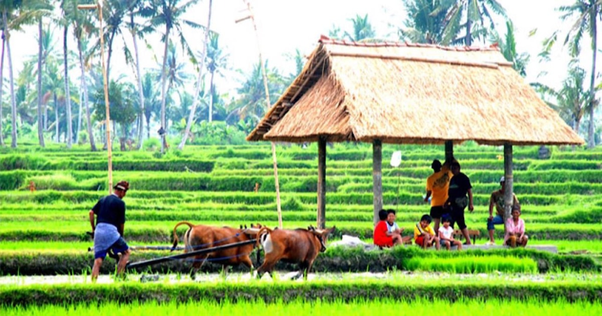 Bali Jatiluwih Rijstterras Verborgen Waterval En Tempel Getyourguide