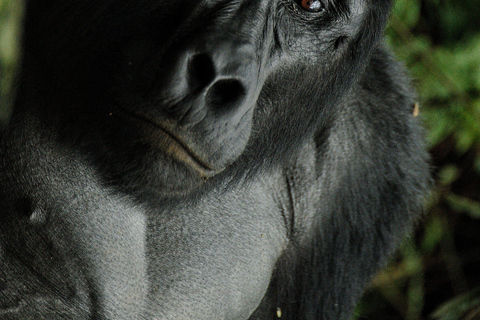 5 Days Uganda Wildlife & Gorilla Safari