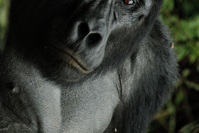 5 Days Uganda Wildlife & Gorilla Safari