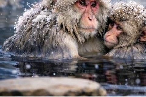 Nagano/Tokyo: Snow Monkey Private Car Tour Hotel Pick & Drop