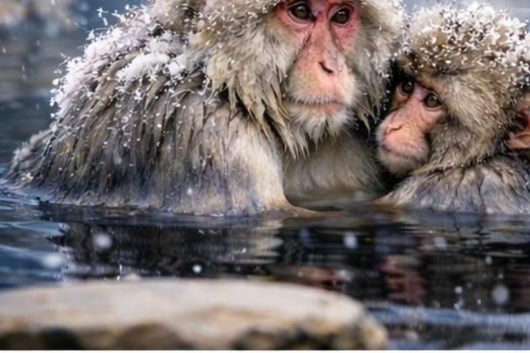 Nagano/Tokyo: Snow Monkey Private Car Tour Hotel Pick & Drop