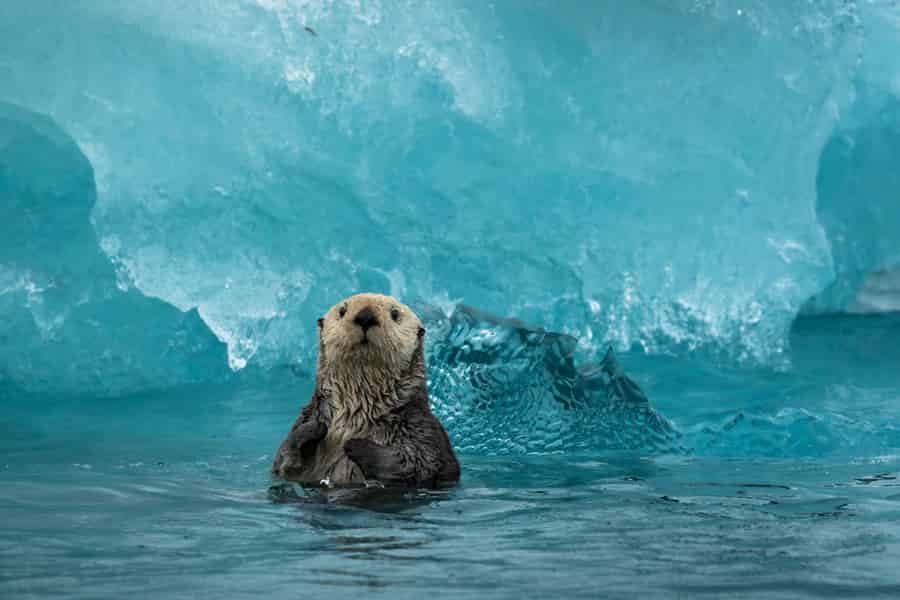 Whittier: Blackstone-Gletscher-Kleingruppentour und Strandspaziergang. Foto: GetYourGuide