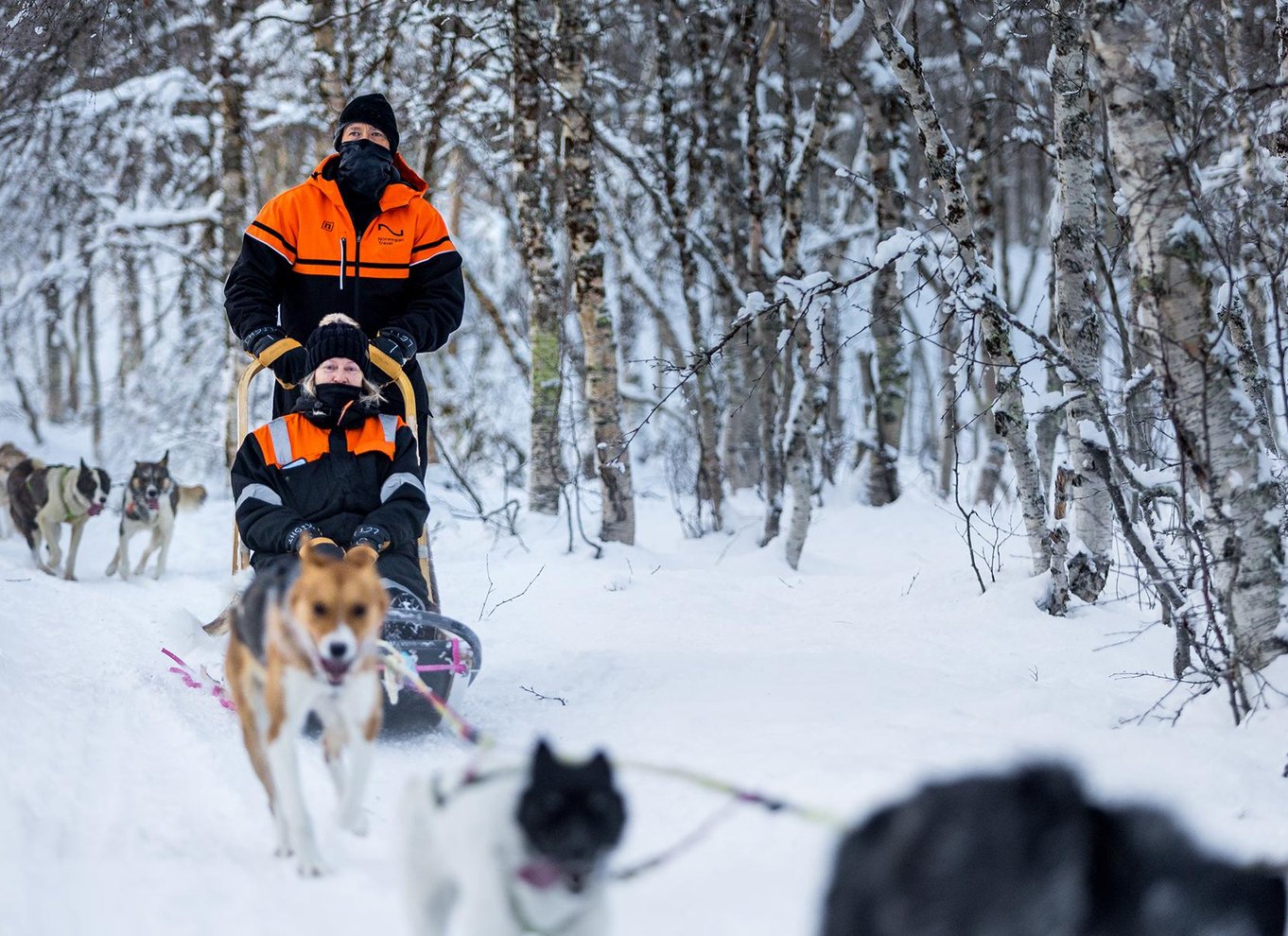 Fra Tromsø: Hundeslædeeventyr i Tamokdalen