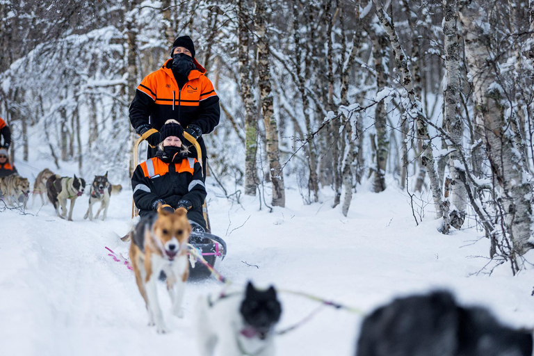 From Tromsø: Dog Sledding Adventure in Tamokdalen Dog Sledding Adventure in Tamokdalen: Midday Departure
