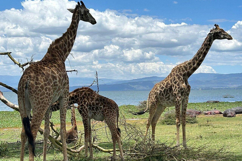 Nairobi:Lake Naivasha, Hell’s Gate & Crescent Island Tour