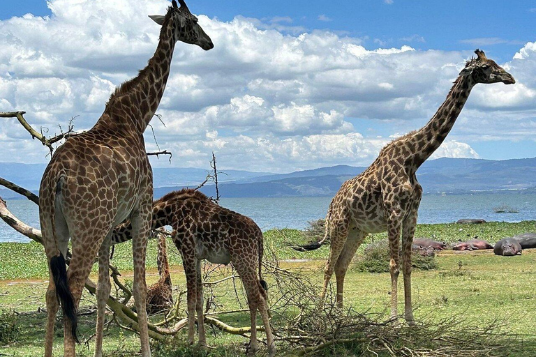 Nairobi:Lake Naivasha, Hell’s Gate & Crescent Island Tour