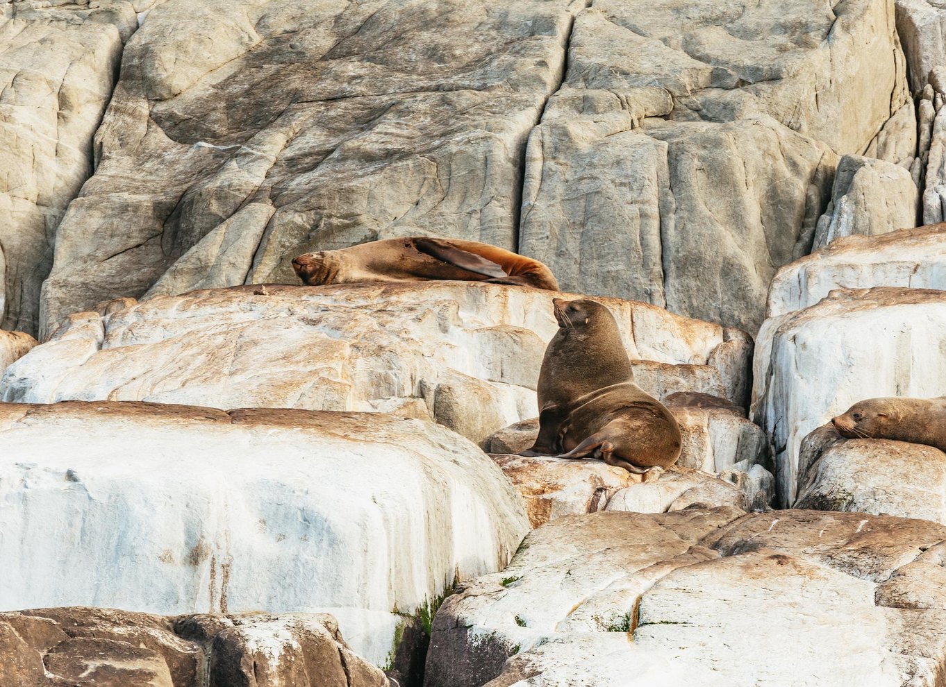 Fra Port Arthur: Tasman Island krydstogt i vildmarken