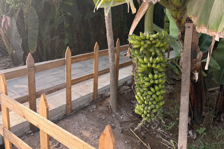 Salalah Highlights Tour: Heritage Sites, Markets &amp; Beach