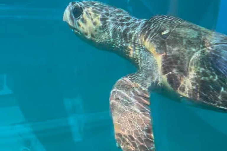 Zakynthos: Glass Boat Swimming Tour with Turtle Spotting Zakynthos: Private Clear Boat Tour with Turtle Spotting