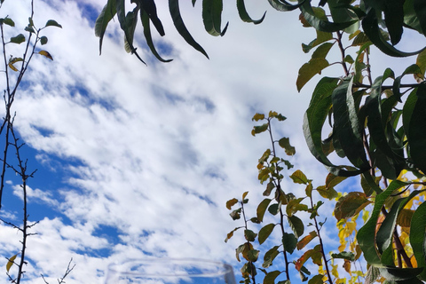 Yerevan: Wine Night Tour with Retro Car Transfers & Photos