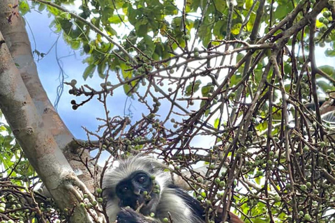 Zanzibar: Spice Farm, Jozani Forest & Salaam Cave Tour Private tour without hotel transfer