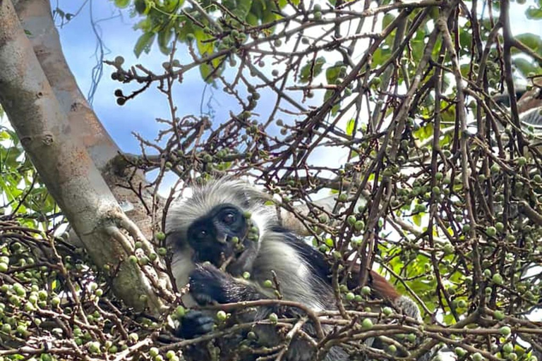 Zanzibar: Spice Farm, Jozani Forest & Salaam Cave Tour Private tour without hotel transfer