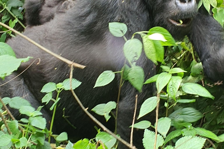 A Day Trip to Gorillas Trekking in Rwanda
