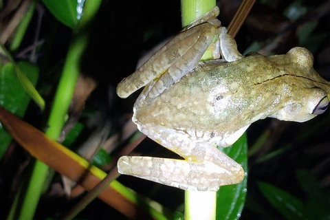 Tour nocturno por la selva de Manuel AntonioTour privado