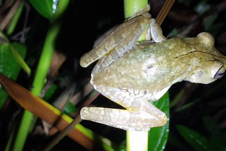 Visite nocturne de la jungle de Manuel AntonioVisite privée