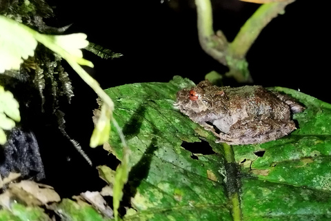 Goditi la vita selvaggia a Monteverde