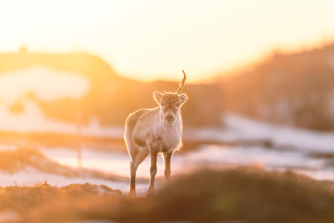 Explorez les fjords norvégiens et la faune depuis Abisko.