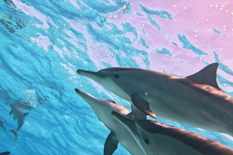 Marsa Alam: Samadai Dolphin House Snorkeling or Diving Marsa Alam: Samadai Dolphin House Snorkeling