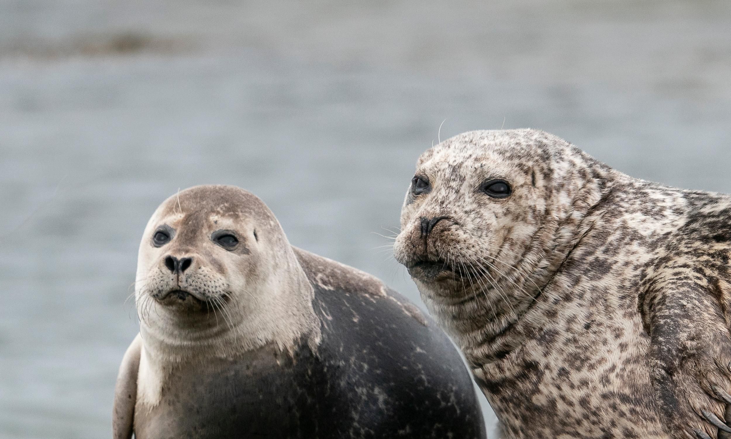 Ab Reykjavík: Private Tour zur Halbinsel Snæfellsnes