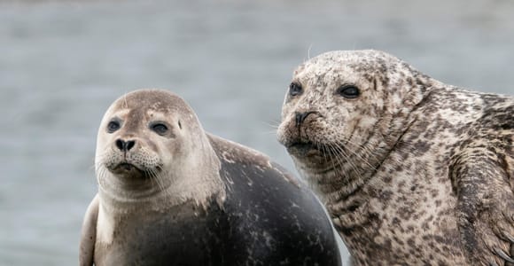 From Reykjavik: Tailored Private Snæfellsnes Peninsula Tour