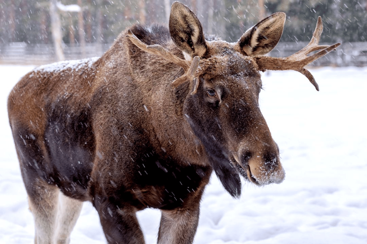 Elchbeobachtungstour von Kiruna nach Nikkaluokta