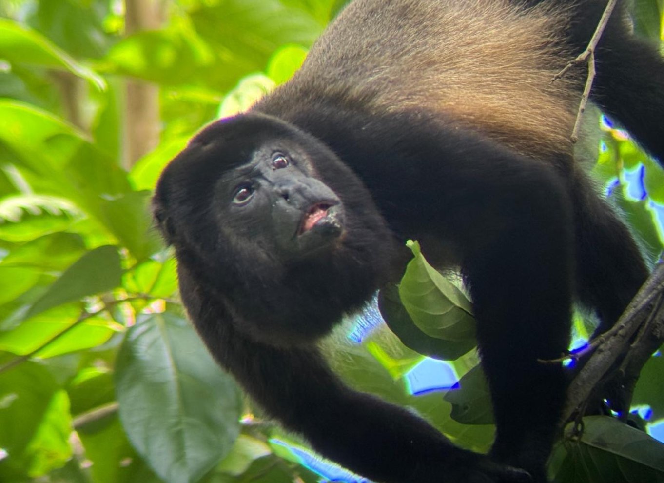 Manuel Antonio Nationalpark: Guidet tur med ENTRÉ INKLUDERET