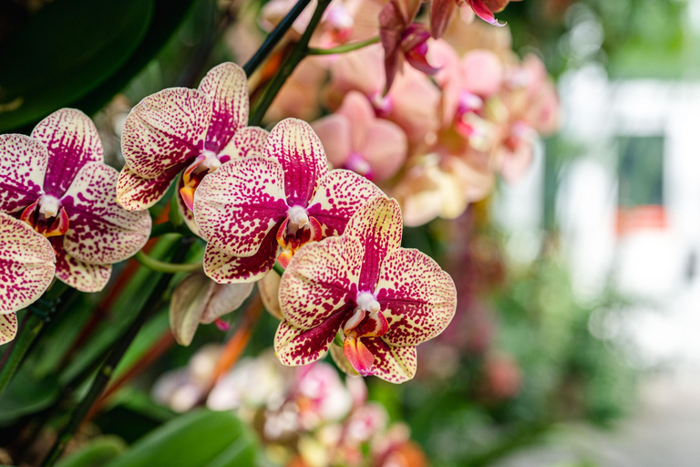 Jardín Botánico de Nueva York: ticket de accesoPase para todos los jardines