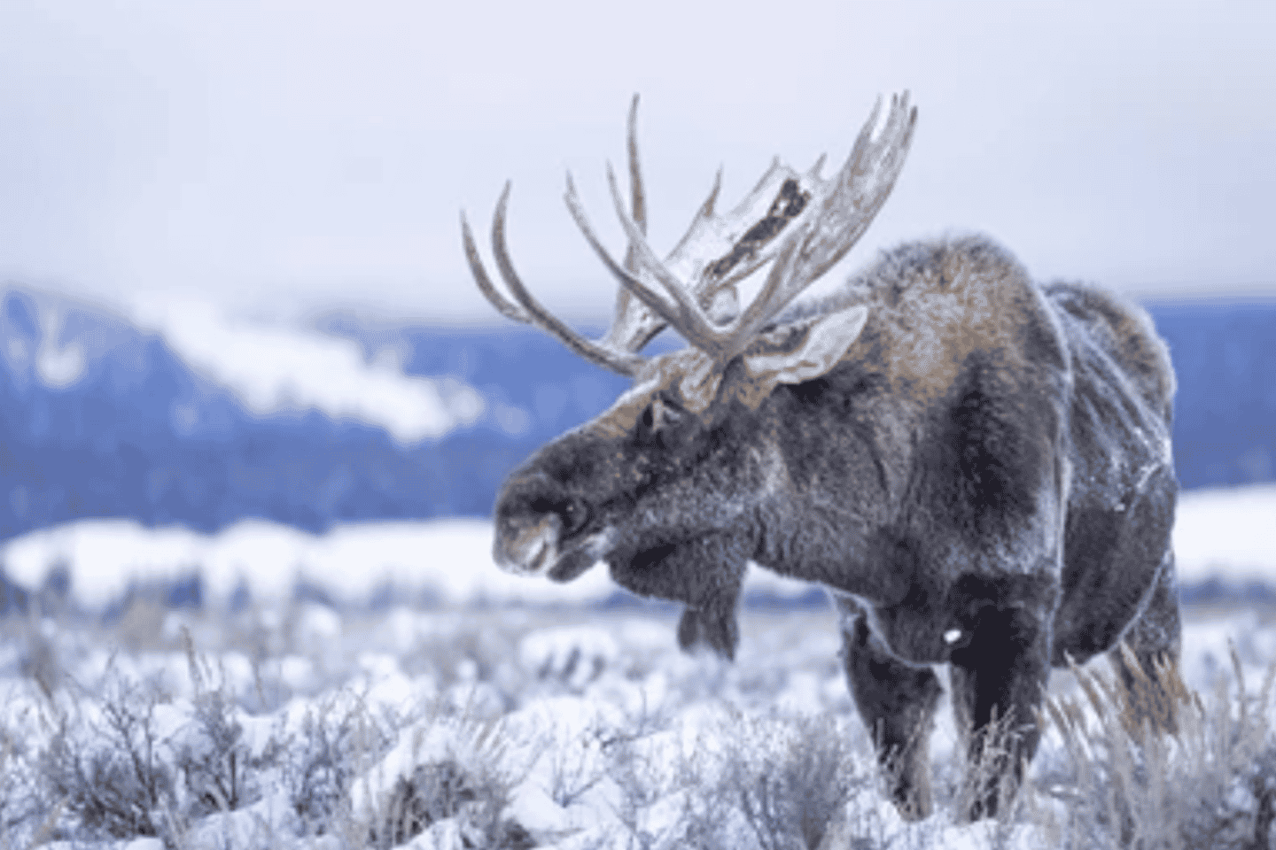 스톡홀름 출발: 캠프파이어 만찬 야생 사파리