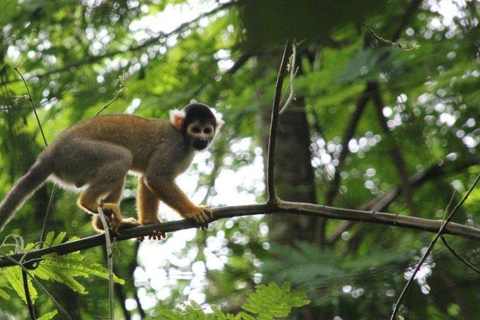 Manu: 7-Day Amazon Wildlife Tour with Jungle Lodges