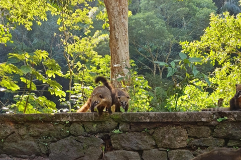 Tijuca Rain Forest - Adventure through Waterfalls & Caves Tijuca Rain Forest - Adventure through Waterfalls & Caves 2