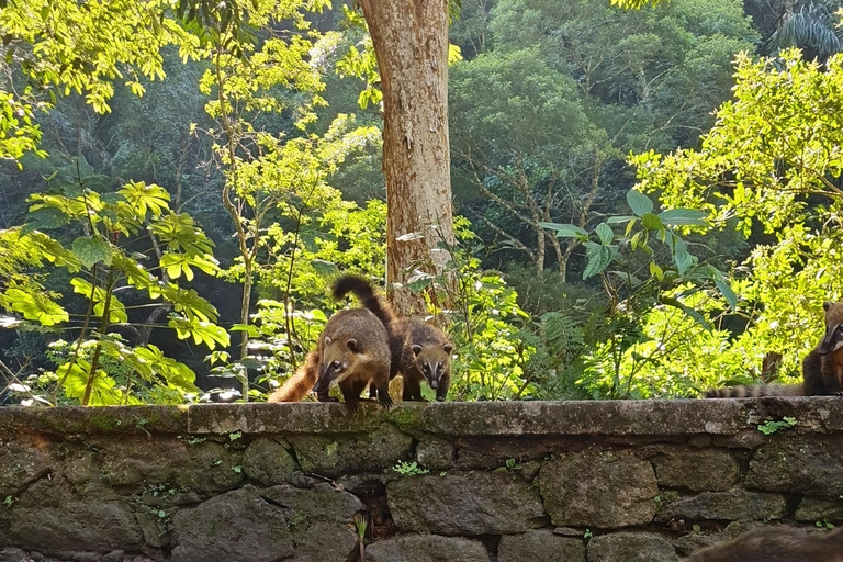 Tijuca Rain Forest - Adventure through Waterfalls & Caves Tijuca Rain Forest - Adventure through Waterfalls & Caves 2