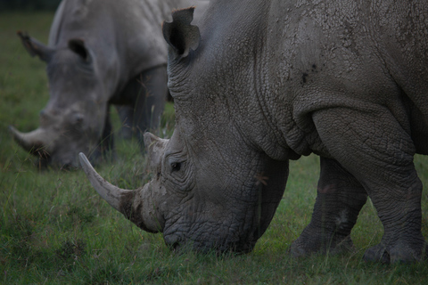 3-Day Ol Pejeta Safari with Chimpanzee Sanctuary