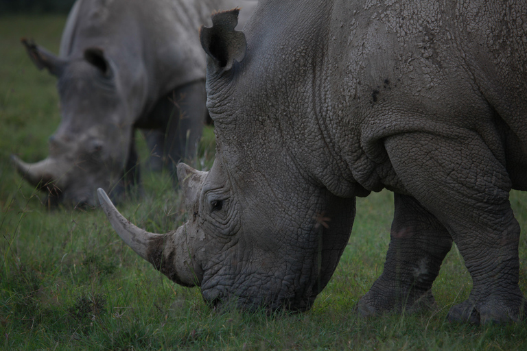 3-Day Ol Pejeta Safari with Chimpanzee Sanctuary