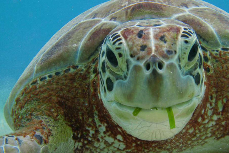 Yucatán: Snorkel with turtles in Akumal+Tour to the Cenote