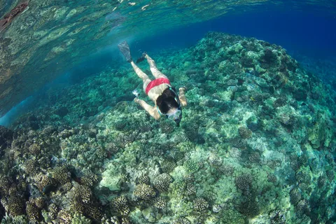 Maui: Captain's Call Afternoon Snorkel Adventure