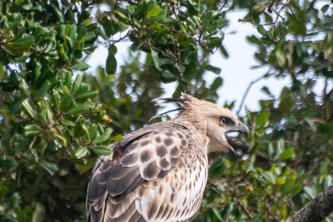 Ella: Udawalawa safaridrop: Tangalle / Mirissa / Galle