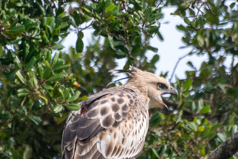 Ella: Udawalawa safaridrop: Tangalle / Mirissa / Galle