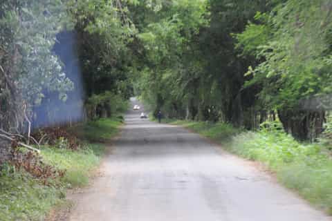Jamaica: YS Falls and Black River Safari Day Tour