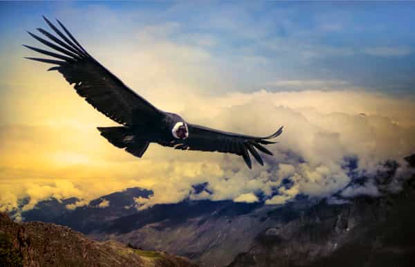 points forts du canyon de colca visite de 2 jours