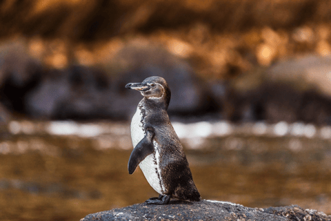 Tour de 9 días al aire libre en Galápagos