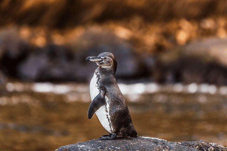 Tour Galapagos Outdoors di 9 giorni