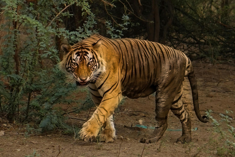 Jaipur: Tour di 2 giorni del Parco Nazionale di Ranthambore con safariSolo servizi di trasporto e guida AC