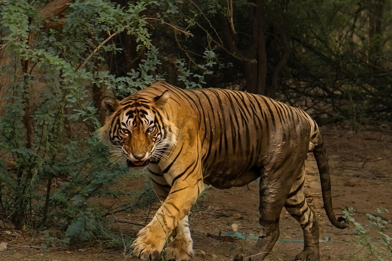 Jaipur Excursión de 2 días al Parque Nacional de Ranthambore con safarisSólo servicios de transporte y guía de CA