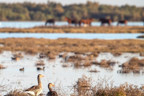 Odkryj Doñana i rysia iberyjskiego: Wycieczka przyrodnicza Premium